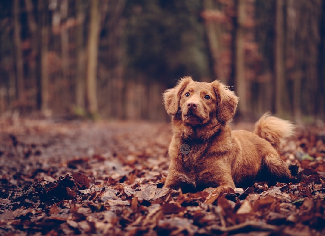 5 Ways to Prepare Your Pet for the Changing Seasons