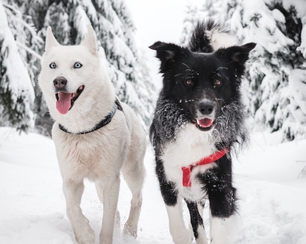 Winter Travel Tips for Humans and Pets: Know Before You Go