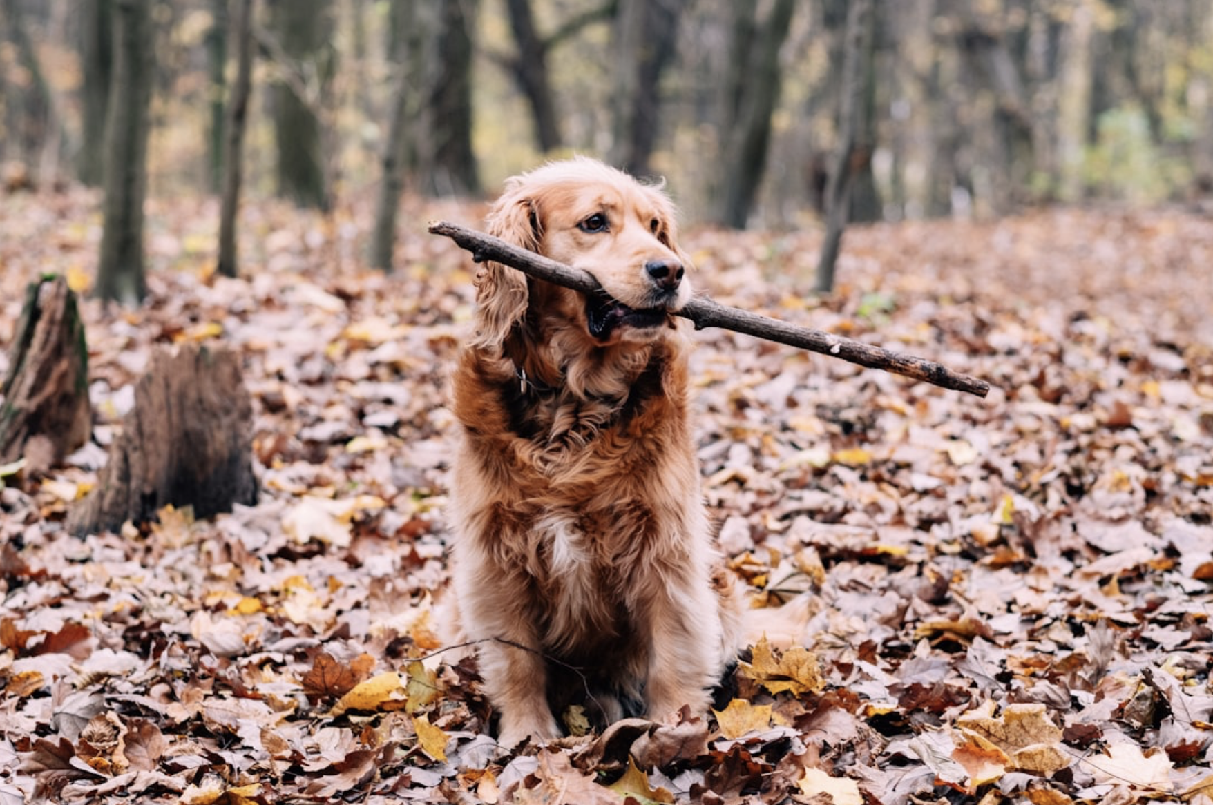 Dog with Stick in Fall Leaves