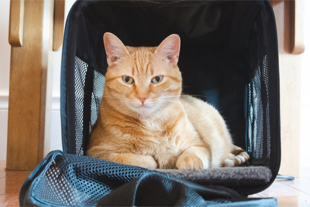 Develop an Evacuation Plan: Protecting Your Pet During a Disaster