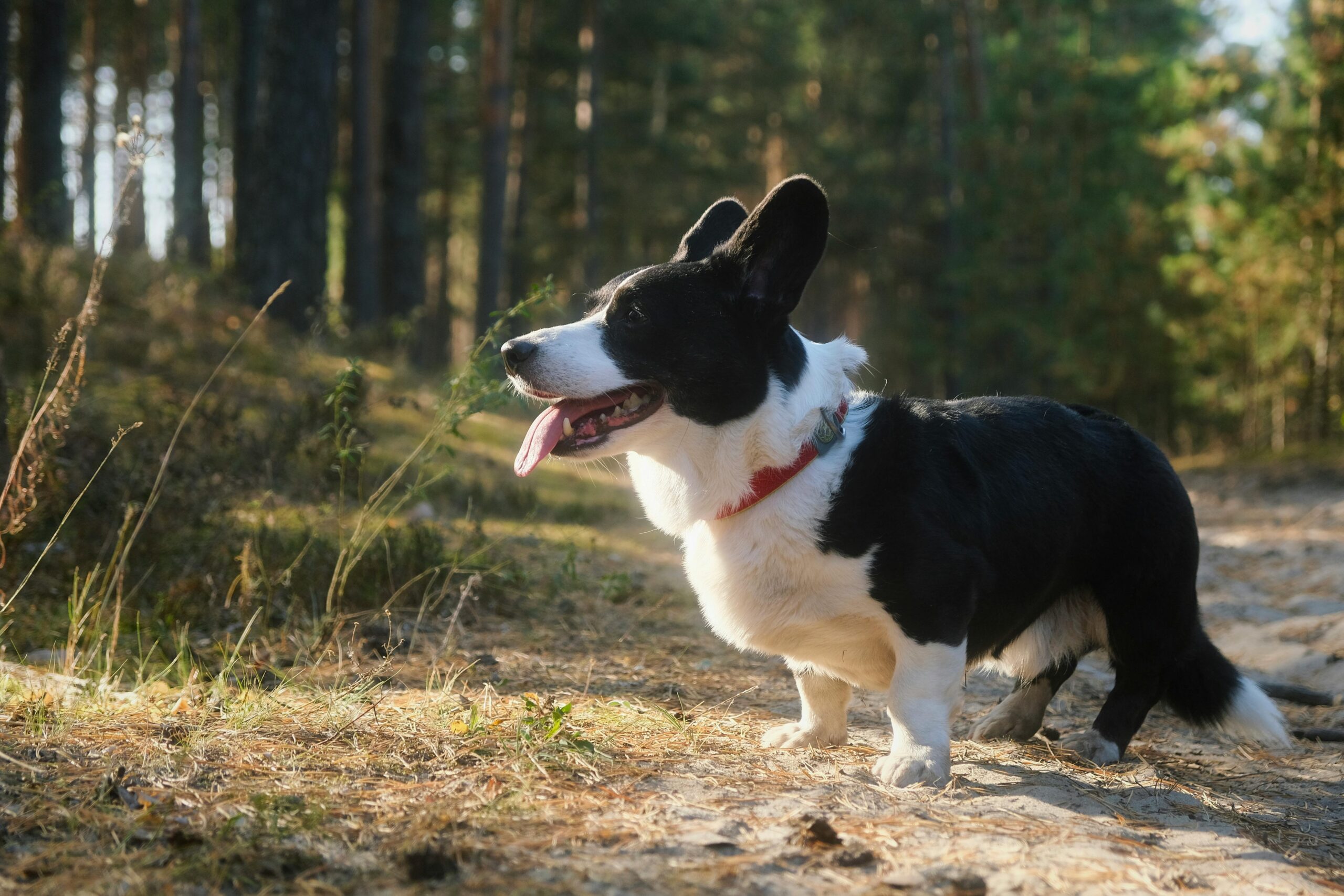 Your Guide to Trail & Wildlife Safety in Nevada County