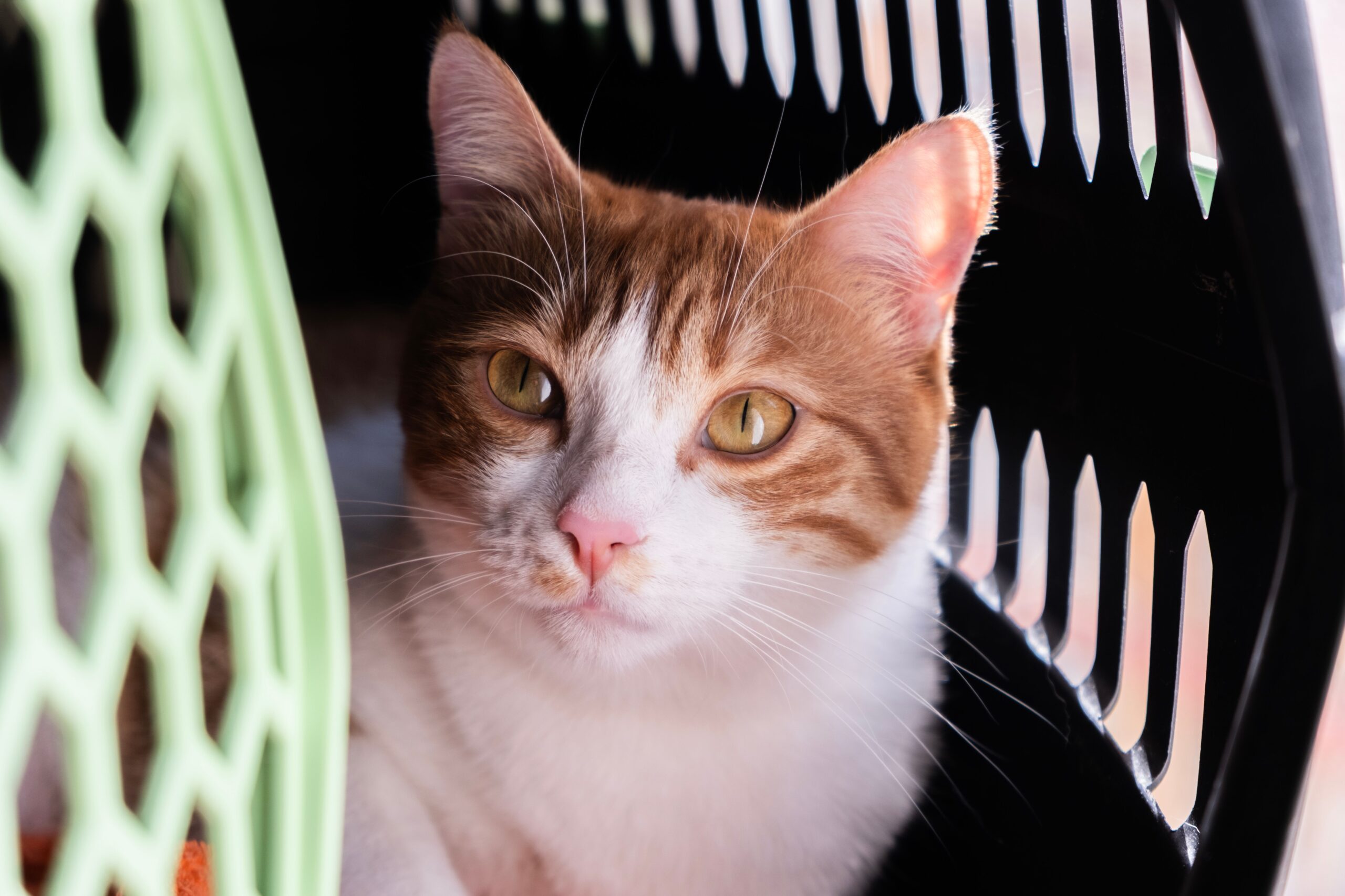 New Pet Parent? Tips to Prepare Your Home for a New Dog or Cat